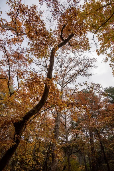 Low Angle View Tree Trunk Tops Yellow Maple Leaves Branches — Stock fotografie