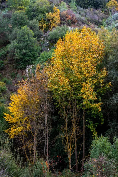 Yellow Maple Trees Autumn Season Troodos Mountains Forest Cyprus — Stock Photo, Image