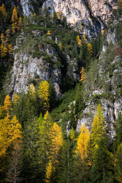 Gele Lariks Bomen Gloeien Aan Rand Van Rotsachtige Berg Dolomiet — Stockfoto