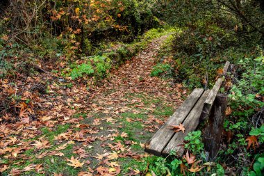 Footpath with dry maple leaves and wooden bench in the forest in autumn
