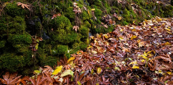 Autumn Maple Dry Leaves Green Fresh Moss Autumn — Foto de Stock