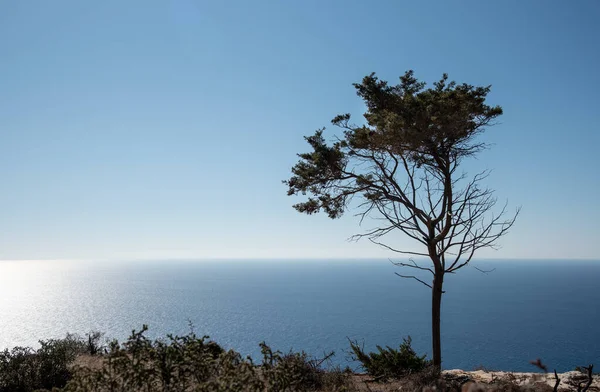 Magányos Fenyőfa Egy Sziklán Óceánnal Szemben Kék Másolja Helyet — Stock Fotó
