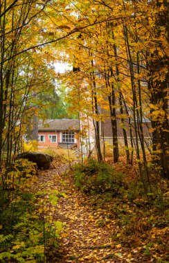 Sonbahar mevsimi orman manzarası ve yerde akçaağaç sarısı yapraklar. Parktaki patika. Kuopio Finlandiya