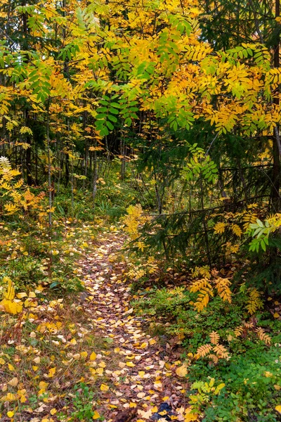 秋天的森林景观 地面上有枫黄的叶子 公园里的小径Kuopio芬兰 — 图库照片