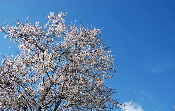 Amandiers Fleuris Avec Des Fleurs Blanches Printemps Contre Ciel Bleu — Photo
