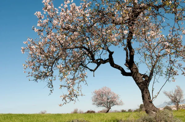 Квітучі Мигдалеві Дерева Квітами Навесні Зеленому Полі Синьому Небі Час — стокове фото