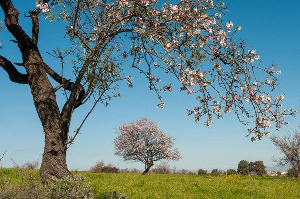 Virágzó Mandulafa Virágokkal Tavaszi Szezonban Mezőgazdasági Földeken Kék Égen — Stock Fotó