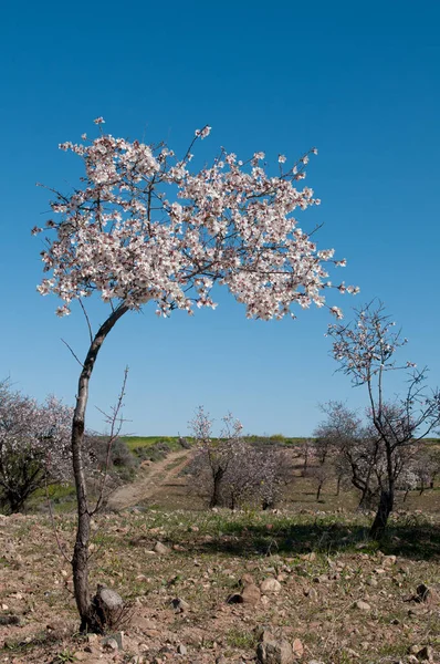 Цвіте Мигдалеве Дерево Квітами Навесні Сільськогосподарських Угіддях Блакитному Небі Копіювати — стокове фото
