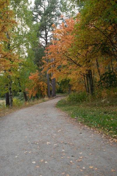 Podzimní Lesní Krajina Javorově Žlutými Listy Zemi Chodník Parku Kuopio — Stock fotografie