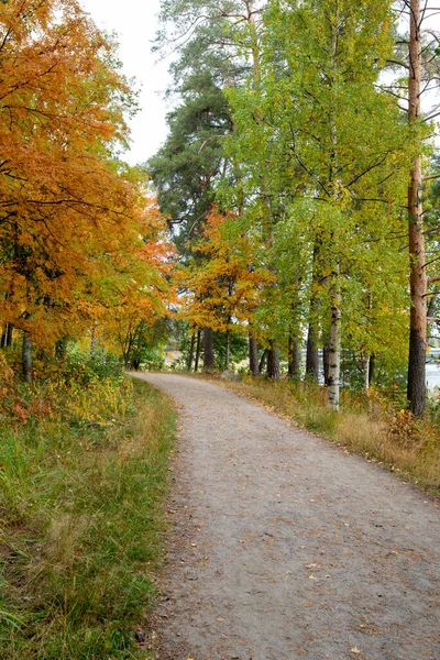 Podzimní Lesní Krajina Javorově Žlutými Listy Zemi Chodník Parku Kuopio — Stock fotografie