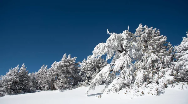 Forest Landscape Snowy Mountains Frozen Snow Covered Fir Trees Winter — Stock Photo, Image