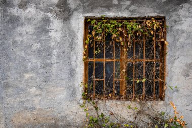 Duvarda yapraklarla kaplı terk edilmiş metal bir pencere..