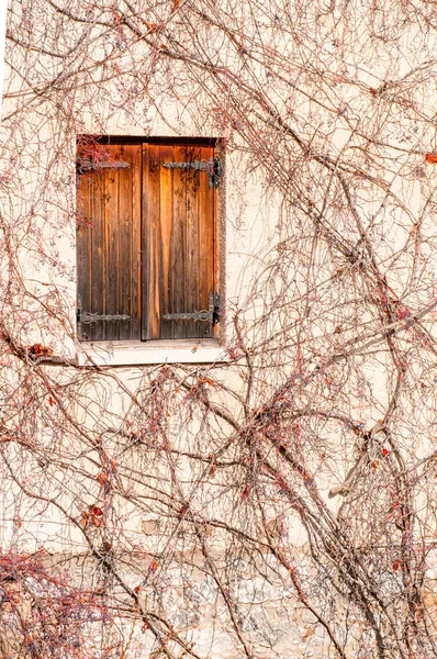 Geschlossenes Holzfenster Weißer Wand Umgeben Von Laub Frühling Haus Freien — Stockfoto