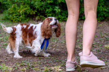 Cavalier king charles spaniel playing badminton.