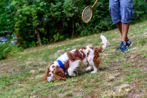 Cavalier King Charles Spaniel Playing Badminton — 스톡 사진