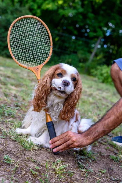Cavalier King Charles Spaniel Playing Badminton — Stock Fotó