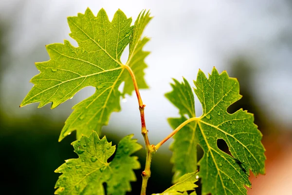 Зелений Лист Винограду Навесні — стокове фото