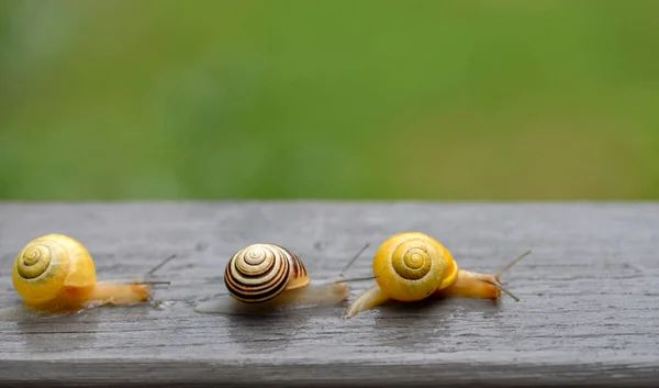 Fondo Verticale Struttura Legno Bruciato Laccato Con Gocce Acqua Lucide — Foto Stock