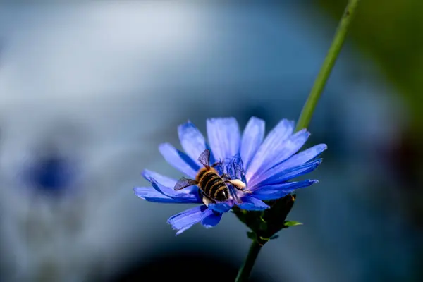 仙人掌 Centaurea Cyanus 是一种原产于欧洲的菊科一年生开花植物 矢车菊 Cornflower Bachelor Button — 图库照片