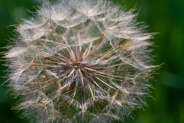 Taraxacum Officinale Dandelion Common Dandelion Flowering Herbaceous Perennial Plant Dandelion — Stock Fotó