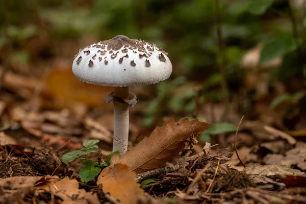 White Poisonous Forest Mushroom Autumn — Stock Photo, Image