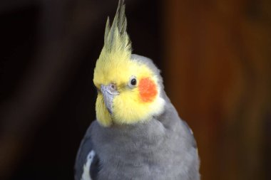 Yetişkin erkek, güzel papağan.