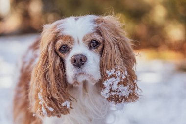 Blenheim süvari kralı Charles Spaniel kışın.