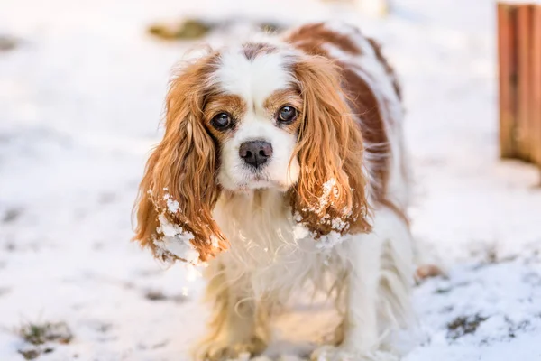 Blenheim cavalier king charles spaniel in winter.