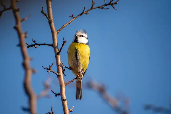 Blue Tit Tree Branch — Stockfoto