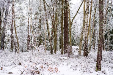 Bina ve ağaçlarla kaplı kış manzarası, Nacka, Stockholm, İsveç