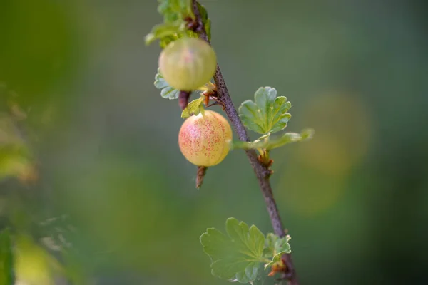Gooseberry European Gooseberry Unripe Green Organic Gooseberries Garden — Stockfoto