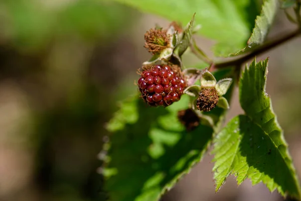 Dicht Zicht Een Bramenplant Met Nog Onrijpe Vruchten — Stockfoto