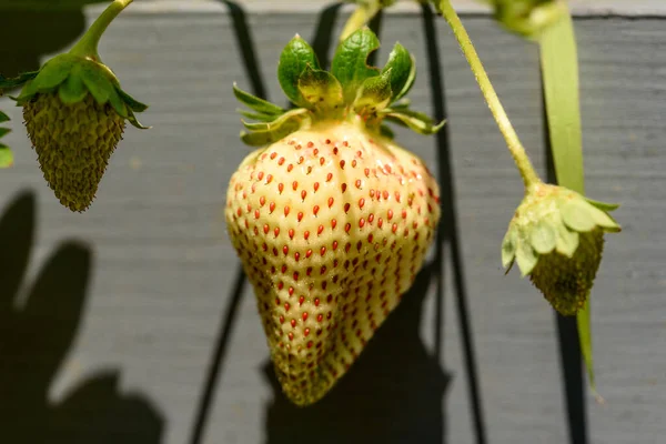 Pineapple Strawberries Very Tasty Berries Garden White Fragrant Strawberries Grow — Stockfoto