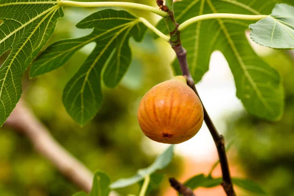Reife Feigenfrüchte Baum Nahaufnahme — Stockfoto