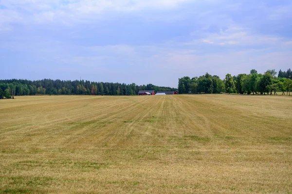 Swedish Landscape Summer Season — стоковое фото