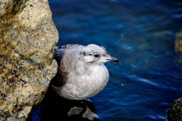 The common gull or sea mew (Larus canus) is a medium-sized gull that breeds in the Palearctic, northern Europe. The closely related short-billed gull is sometimes included in this species, which may be known collectively as \