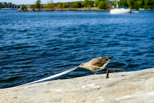 The common gull or sea mew (Larus canus) is a medium-sized gull that breeds in the Palearctic, northern Europe. The closely related short-billed gull is sometimes included in this species, which may be known collectively as \