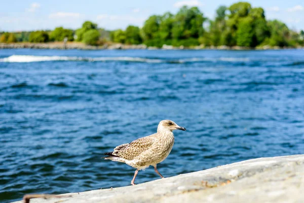 Common Gull Sea Mew Larus Canus Medium Sized Gull Breeds — Stock Fotó