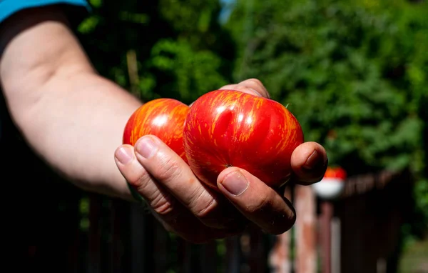 Freshly harvested tomatoes in farmers hands
