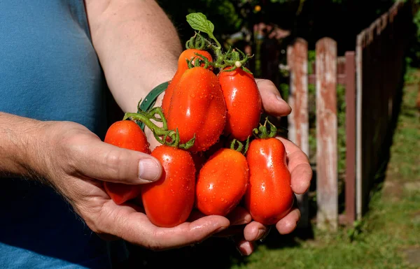 Freshly harvested tomatoes in farmers hands