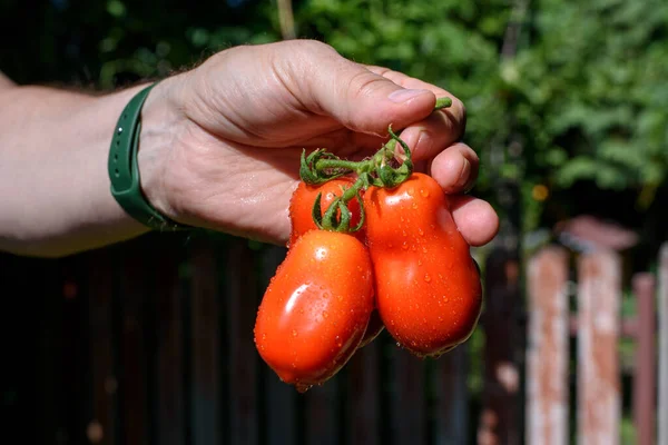 Freshly harvested tomatoes in farmers hands