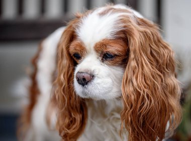 Cavalier King Charles Spaniel portresi.