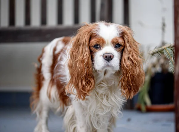 Cavalier King Charles Spaniel portresi.