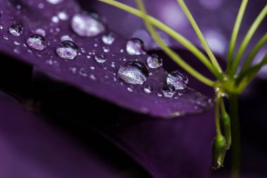 Oxalis or is a large genus of flowering plants in the wood-sorrel family Oxalidaceae, comprising over 550 species.The genus occurs throughout most of the world, except for the polar areas; species diversity is particularly rich in tropical Brazil, Me