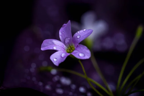 Oxalis Large Genus Flowering Plants Wood Sorrel Family Oxalidaceae Comprising — ストック写真