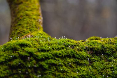 Fallen tree trunks lying on the ground covered with thick green moss close-up view.