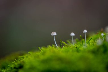 Fallen tree trunks lying on the ground covered with thick green moss close-up view.