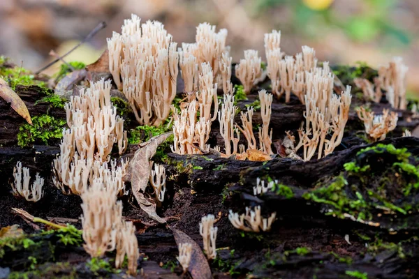 Clavulina Cristata Commonly Known White Coral Fungus Crested Coral Fungus — Fotografia de Stock