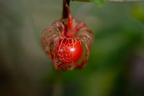 Physalis Alkekengi Bladder Cherry Chinese Lantern Japanese Lantern Strawberry Ground — стокове фото