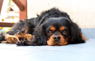 The Cavalier King Charles Spaniel is a British breed of toy dog of spaniel type. Four colours are recognised: Blenheim (chestnut and white), tricolour (black/white/tan), black and tan, and ruby; the coat is smooth and silky.